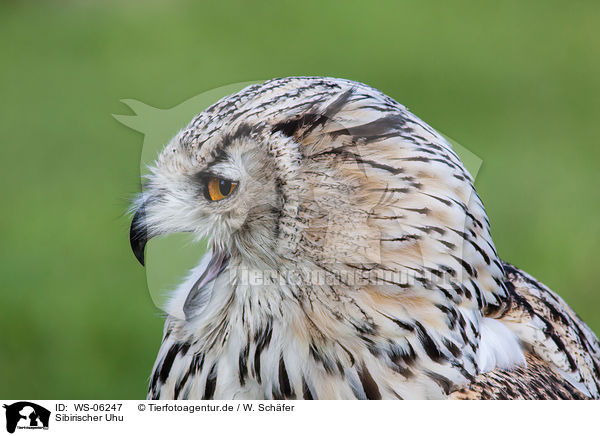 Sibirischer Uhu / siberian eagle owl / WS-06247