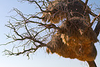 Siedelweber Nest