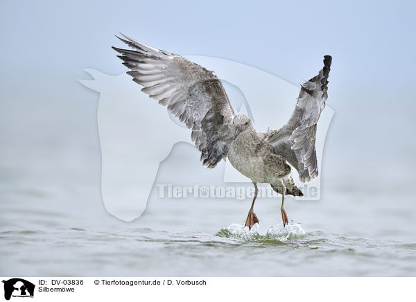 Silbermwe / European Herring Gull / DV-03836