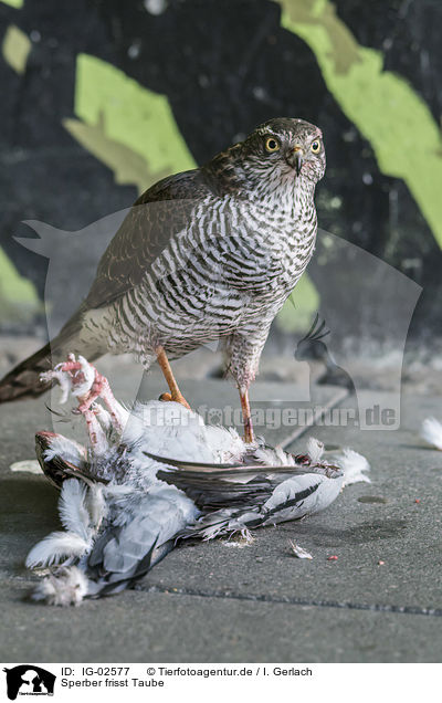 Sperber frisst Taube / Eurasian Sparrowhawk eats pigeon / IG-02577