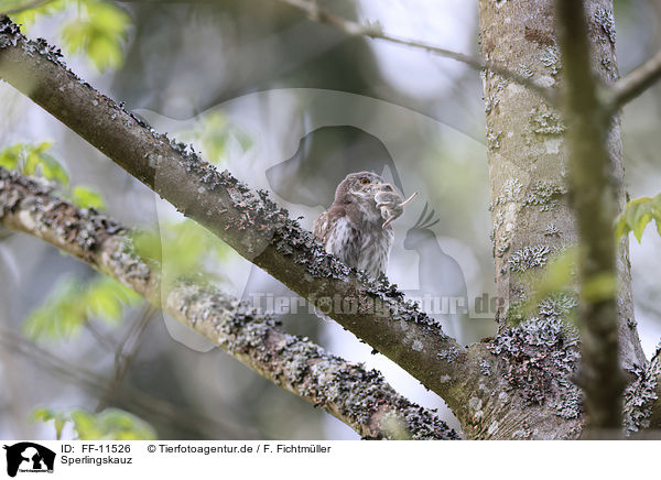 Sperlingskauz / Eurasian pygmy owl / FF-11526