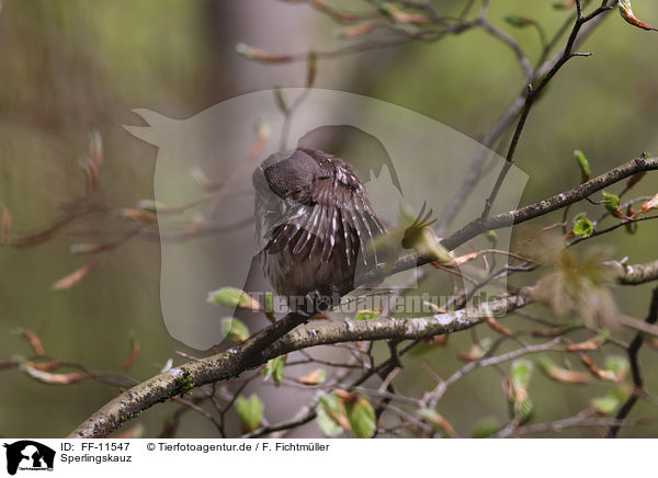 Sperlingskauz / Eurasian pygmy owl / FF-11547