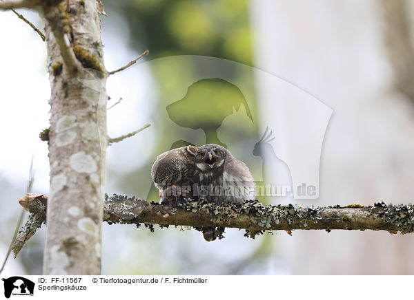 Sperlingskuze / Eurasian pygmy owls / FF-11567