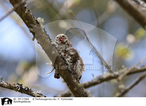 Sperlingskuze / Eurasian pygmy owls / FF-11569