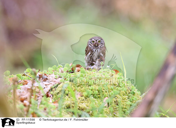 Sperlingskauz / Eurasian pygmy owl / FF-11598