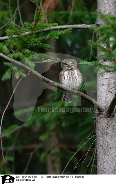 Sperlingskauz / Eurasian pygmy owl / THA-09640