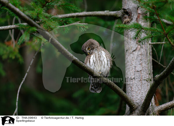Sperlingskauz / Eurasian pygmy owl / THA-09643