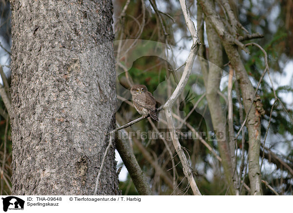 Sperlingskauz / Eurasian pygmy owl / THA-09648