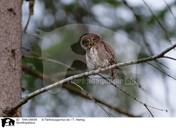 Sperlingskauz / Eurasian pygmy owl / THA-09656