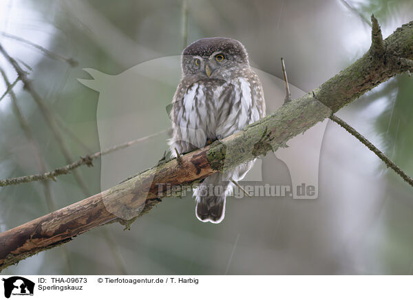 Sperlingskauz / Eurasian pygmy owl / THA-09673