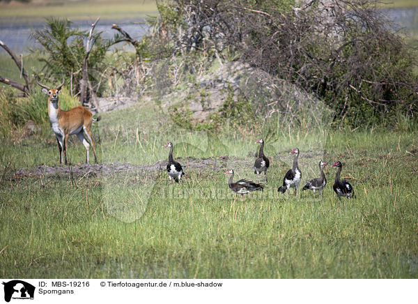 Sporngans / Spur-winged Goose / MBS-19216