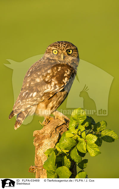 Steinkauz / little owl / FLPA-03469