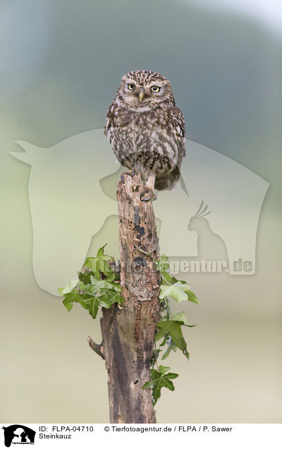 Steinkauz / little owl / FLPA-04710