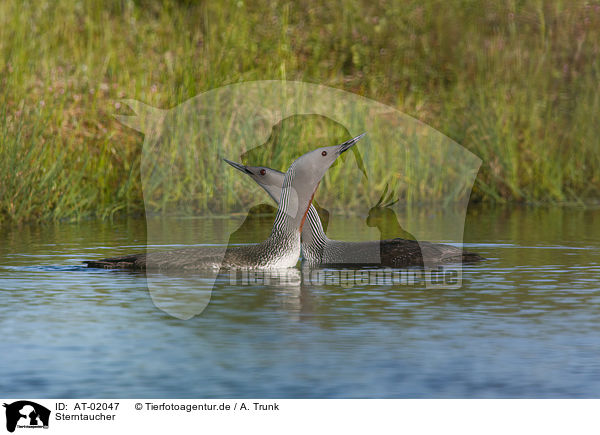 Sterntaucher / red-throated diver / AT-02047