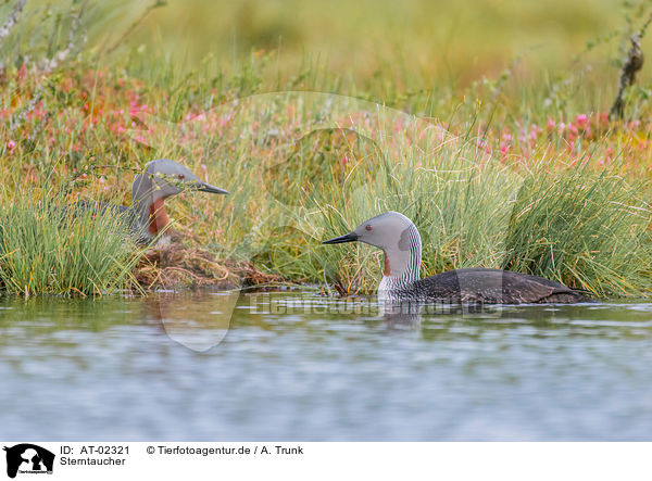 Sterntaucher / red-throated diver / AT-02321