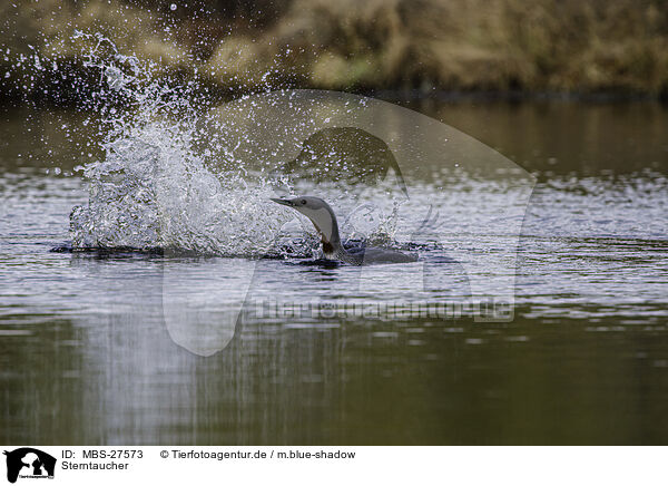 Sterntaucher / red-throated diver / MBS-27573
