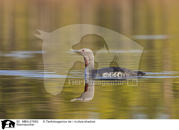 Sterntaucher / red-throated diver / MBS-27662