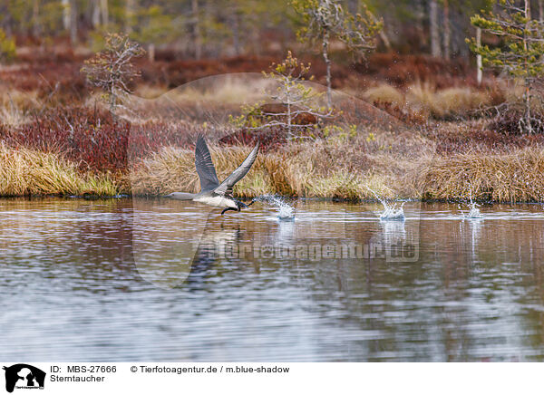 Sterntaucher / red-throated diver / MBS-27666