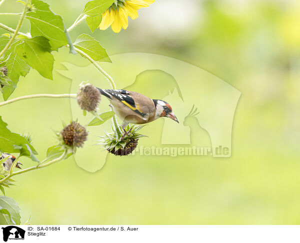 Stieglitz / European goldfinch / SA-01684