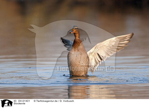 Stockente / duck / DV-01401