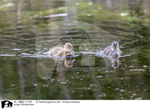 junge Stockenten / young mallards / MBS-11157