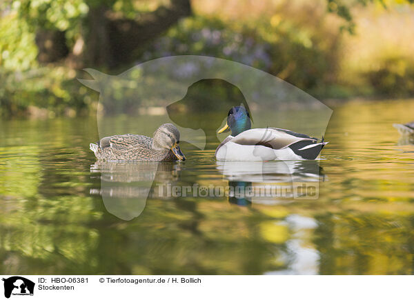 Stockenten / mallards / HBO-06381