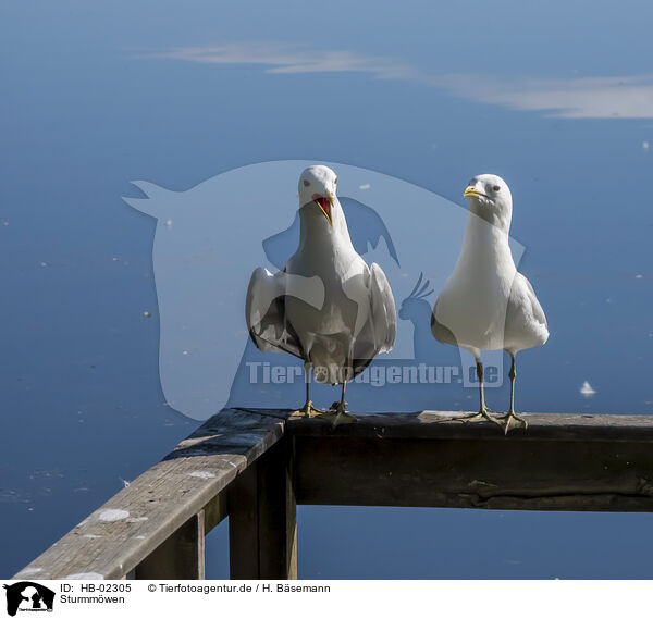 Sturmmwen / common gulls / HB-02305