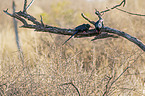 Sdafrikanischer Grnbaumhopf