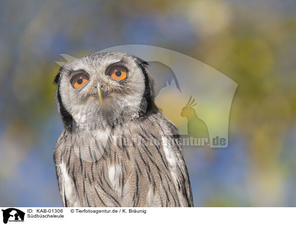 Sdbscheleule / Southern White-faced Owl / KAB-01306