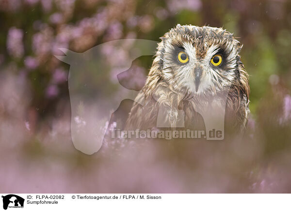 Sumpfohreule / short-eared owl / FLPA-02082