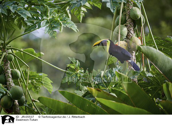 Swainson-Tukan / chestnut-mandibled toucan / JR-05537