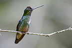 Talamanca-Kolibri