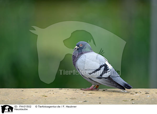 Haustaube / Pigeon / FH-01502