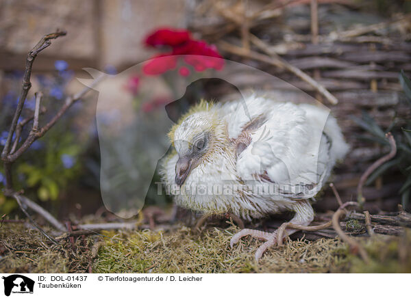 Taubenkken / dove chick / DOL-01437