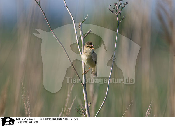 Teichrohrsnger / Eurasian reed warbler / SO-03271