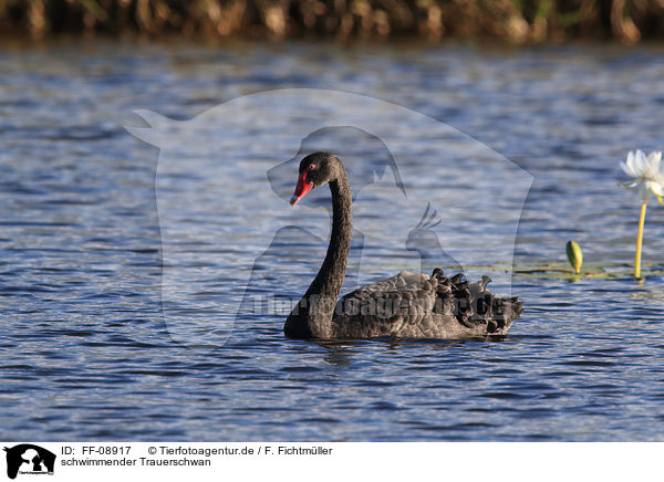schwimmender Trauerschwan / swimming Black Swan / FF-08917