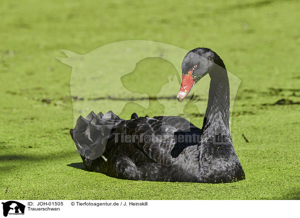 Trauerschwan / Black Swan / JOH-01505