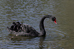 schwimmender Trauerschwan