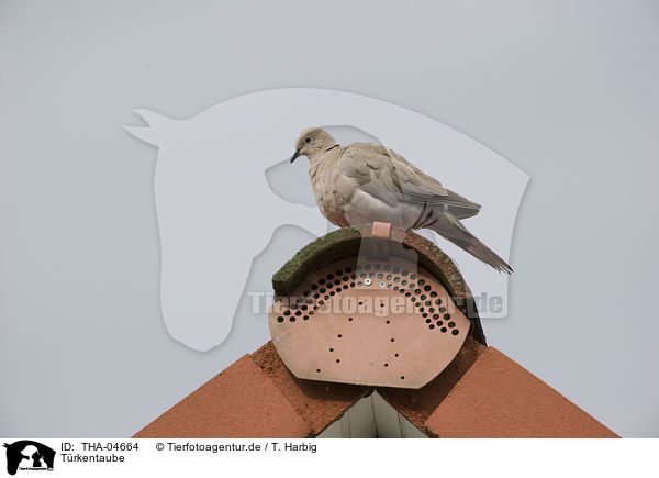 Trkentaube / Eurasian collared dove / THA-04664