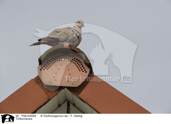 Trkentaube / Eurasian collared dove / THA-04665