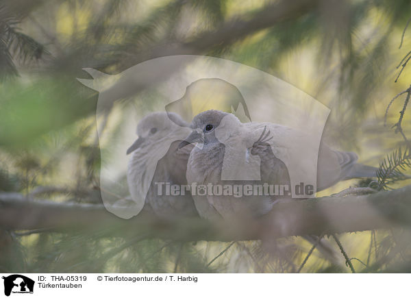 Trkentauben / Eurasian collared doves / THA-05319