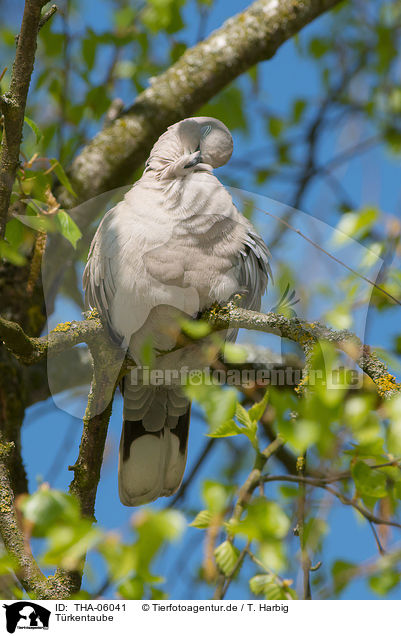 Trkentaube / Eurasian collared dove / THA-06041