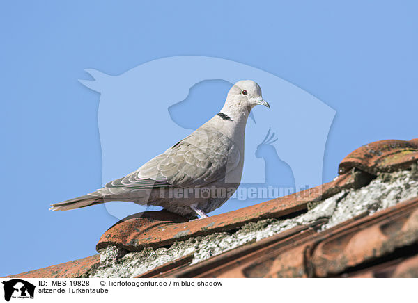 sitzende Trkentaube / sitting Eurasian Collared Dove / MBS-19828