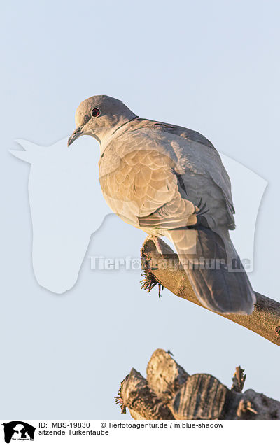 sitzende Trkentaube / sitting Eurasian Collared Dove / MBS-19830