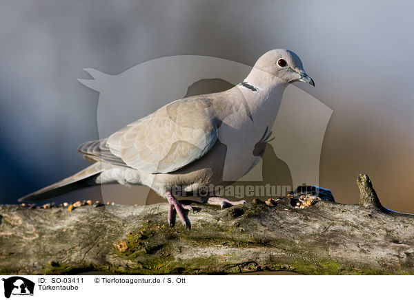 Trkentaube / collared dove / SO-03411