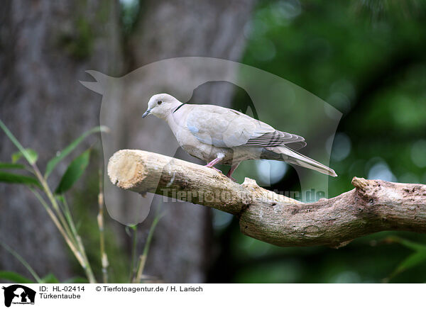 Trkentaube / Eurasian collared dove / HL-02414
