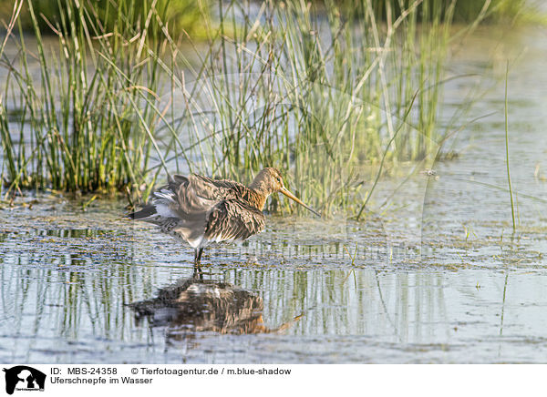 Uferschnepfe im Wasser / black-tailed godwit in the water / MBS-24358