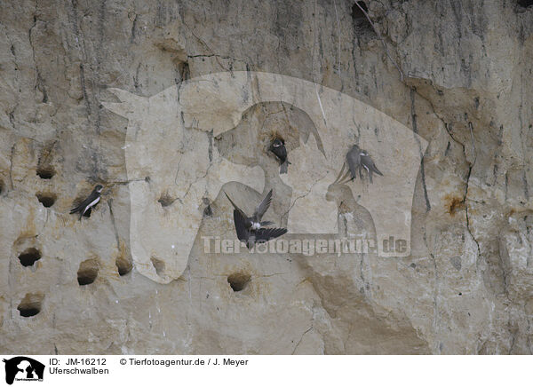 Uferschwalben / bank swallows / JM-16212