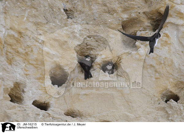 Uferschwalben / bank swallows / JM-16215