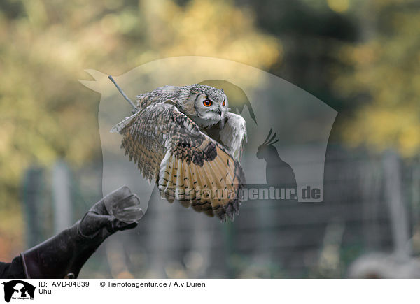 Uhu / Eurasian eagle owl / AVD-04839
